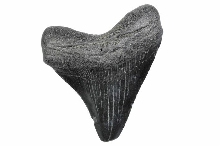 Juvenile Megalodon Tooth - South Carolina #370167